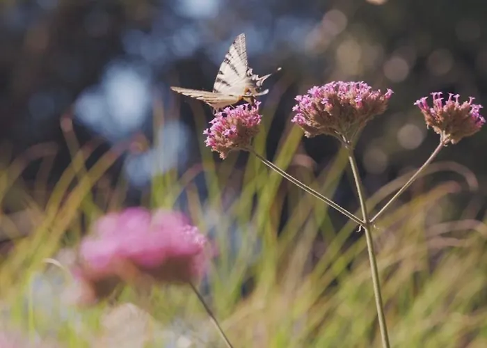 La Gualda Vecchia Alloggi Di Charme Immersi Nel Giardino Emozionale, Extra Outdoor モンテヴェルディ・マリッティモ